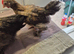 Pekin pullets