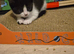 Kittens ready to go to a loving home