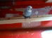 4 x beautiful budgies