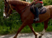 Stunning 16.2 4 yr old Chestnut ID mare