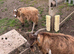 Female pigmy goats