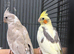 Various Stunning Baby Cockatiels