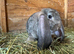 Pure Giant French Lops