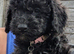 Cockapoo puppies. Reduced price