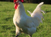 Poulet De Bresse Hatching eggs - dual purpose chickens