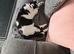 Wanted kitten