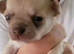 apple head chihuahuas pups.