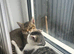 2 6 month old kittens