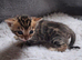Brown Spotted Bengal Female