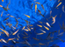 Koi carp fry 1 inch