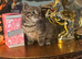 British shorthair x kitten