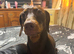 Stunning French x jack x daxi pups