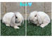 Pure breed mini lop bucks