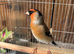 Bully x goldfinch