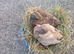 Chocolate / Yellow Pair Melueman Racing Pigeon RPRA Rung 2026