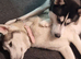 2 x huskys &pound;600 ono