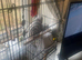 Albino all white male cockatail 14 month old