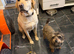 Ralph 1.5 years old border terrier