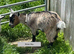 Pygmy Goat kids. pure bred.