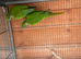Pyrrhus Frontails Conours
