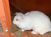 Huge Flemish Giant Female