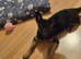 German shepherd puppy