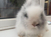 Purebred double maned lionheads