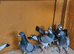 Racing pigeons