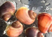 3x Mystery Snails Purple Magenta, Blue, Ivory, available