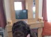 Cocker spaniels last two females