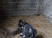 Beautiful Caucazian Shepherd puppies
