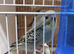 Four baby budgies