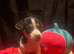 Rare natural bobtailed miniature Jack Russell