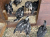 O shamo chicks