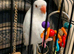 Albino baby ringneck