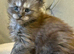 Large Maine coon kittens