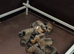 Belgium Malinois puppies