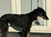 Suzuki Father & Son Pair – Beautiful, Friendly, Active Dogs