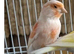 Young male canary