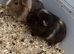 Got 3 female guinea pigs for sale