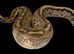 Borneo short tail python
