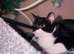 Beautiful little girl needs a loving home