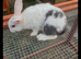 mini lop x