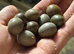 Chinese painted Quail Hatching Eggs