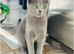 Pure pedigree Tica registered Russian blue kittens