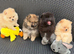 Pomeranian puppy’s