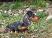 Miniature dachshund