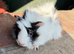 Gorgeous baby guineas boys & girls