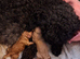 Six gorgeous toy poodles for sale.