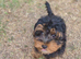 3 CAVORKIE BOYS READY FOR FOREVER HOMES